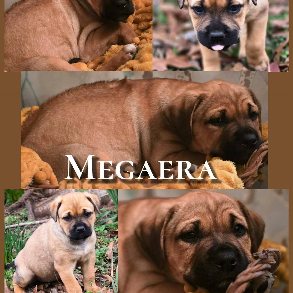 Megaera