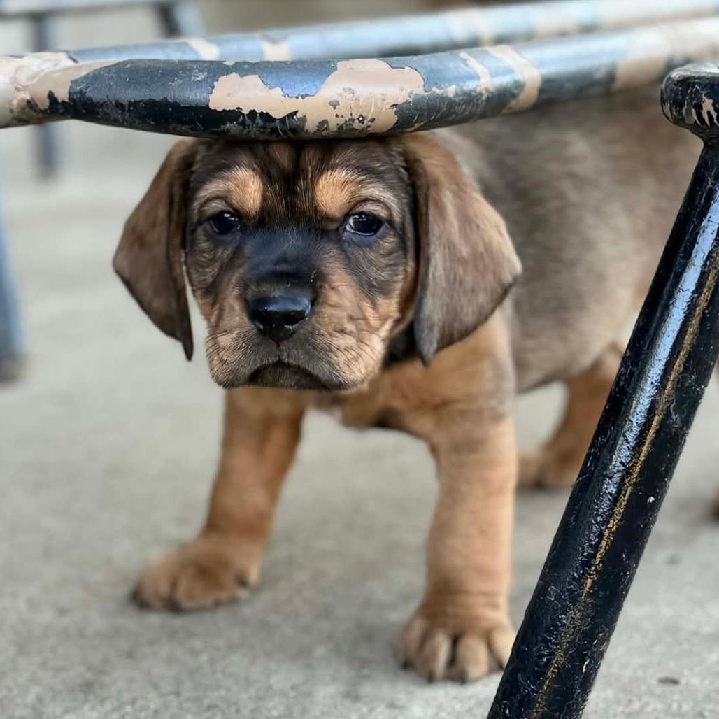 Jake from State Farm