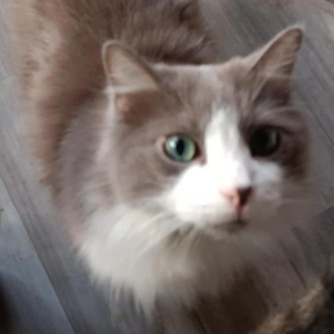 Poofy