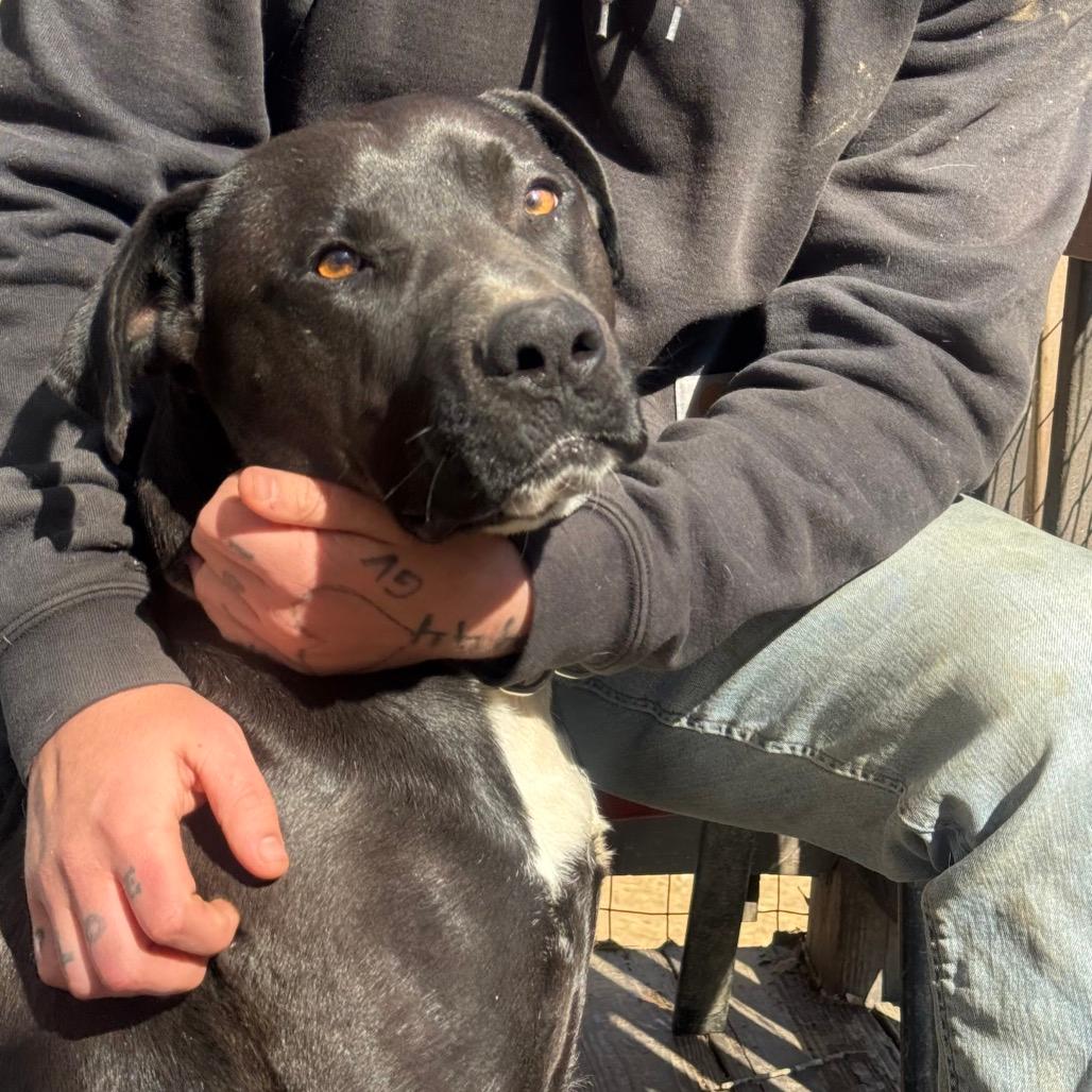 Brownie (Adoption Fee SPONSORED!)