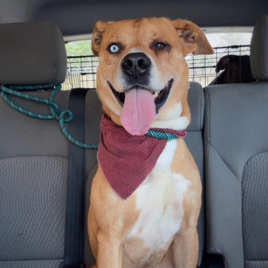 Martin - In Foster (Adoption Fee SPONSORED!)