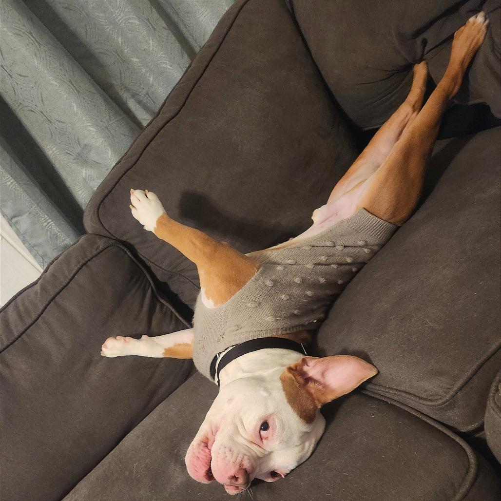 Beefy 5-Layer Burrito