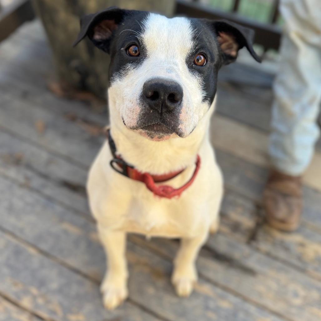 Marshall (Adoption Fee Sponsored!)