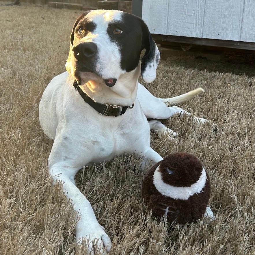 Moose - In Foster (Adoption Fee SPONSORED!)