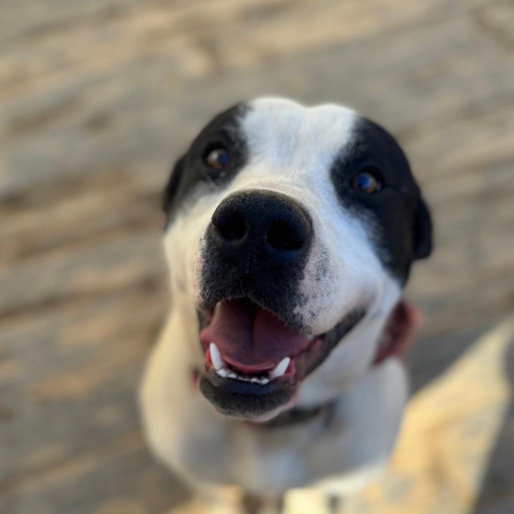 Marshall (Adoption Fee SPONSORED!)