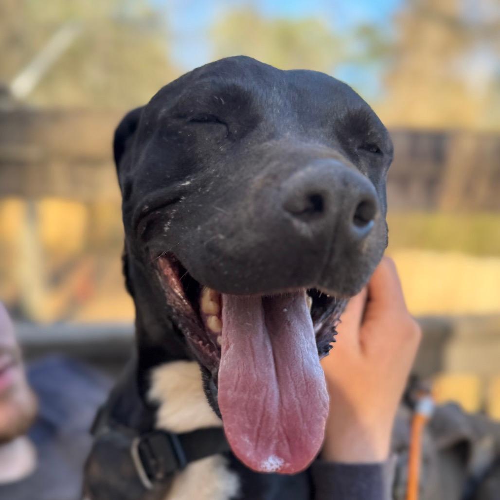 Jolene (Adoption Fee SPONSORED!!)