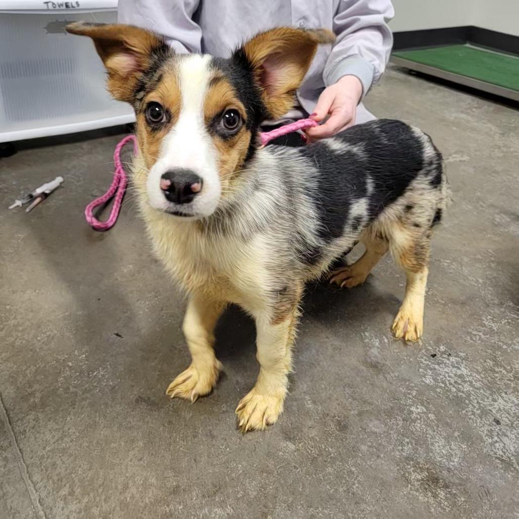 STRAY DOG "Mr. Peabody"