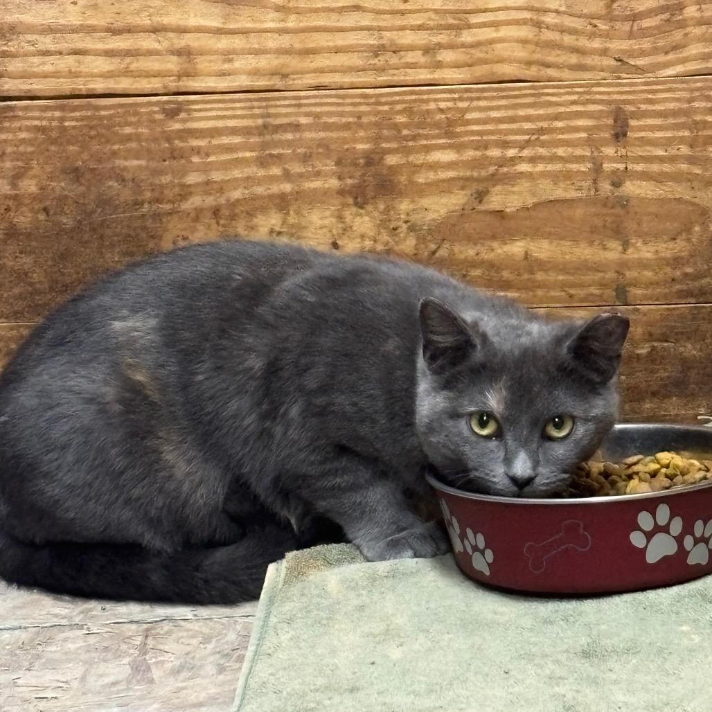 Michelle (Working Cat)