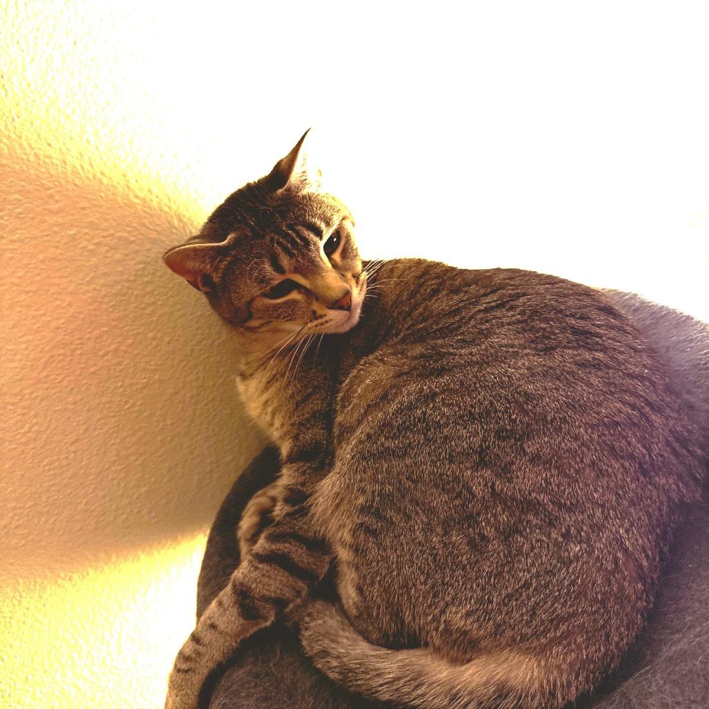 BANDIT (bonded w/Gizmo)