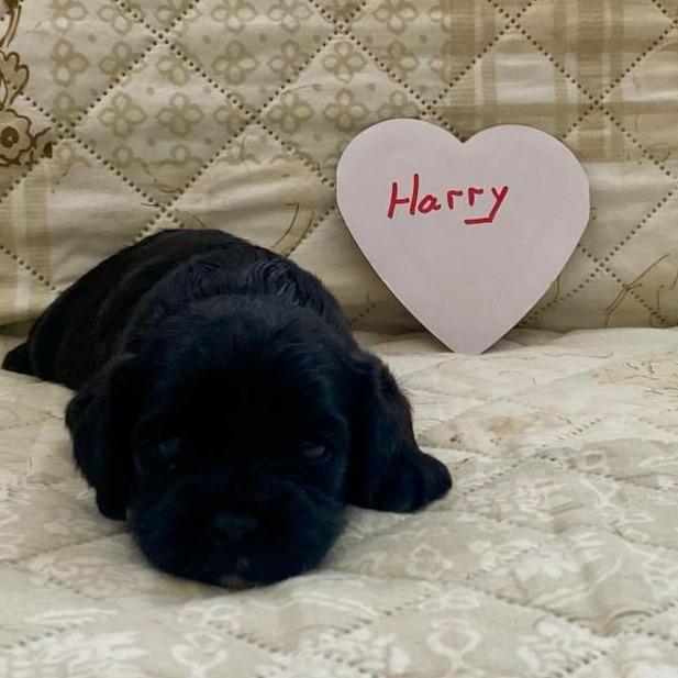 Harry