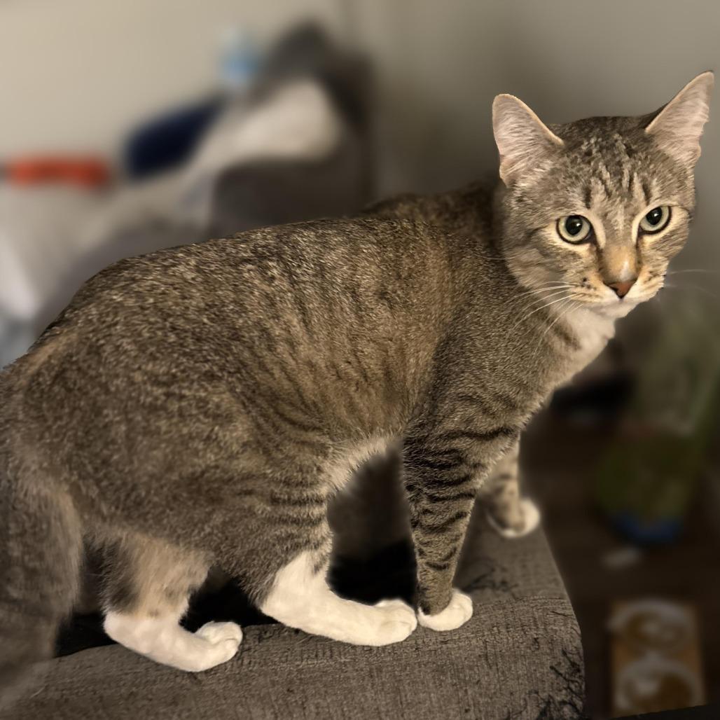 GIZMO bonded w/Bandit