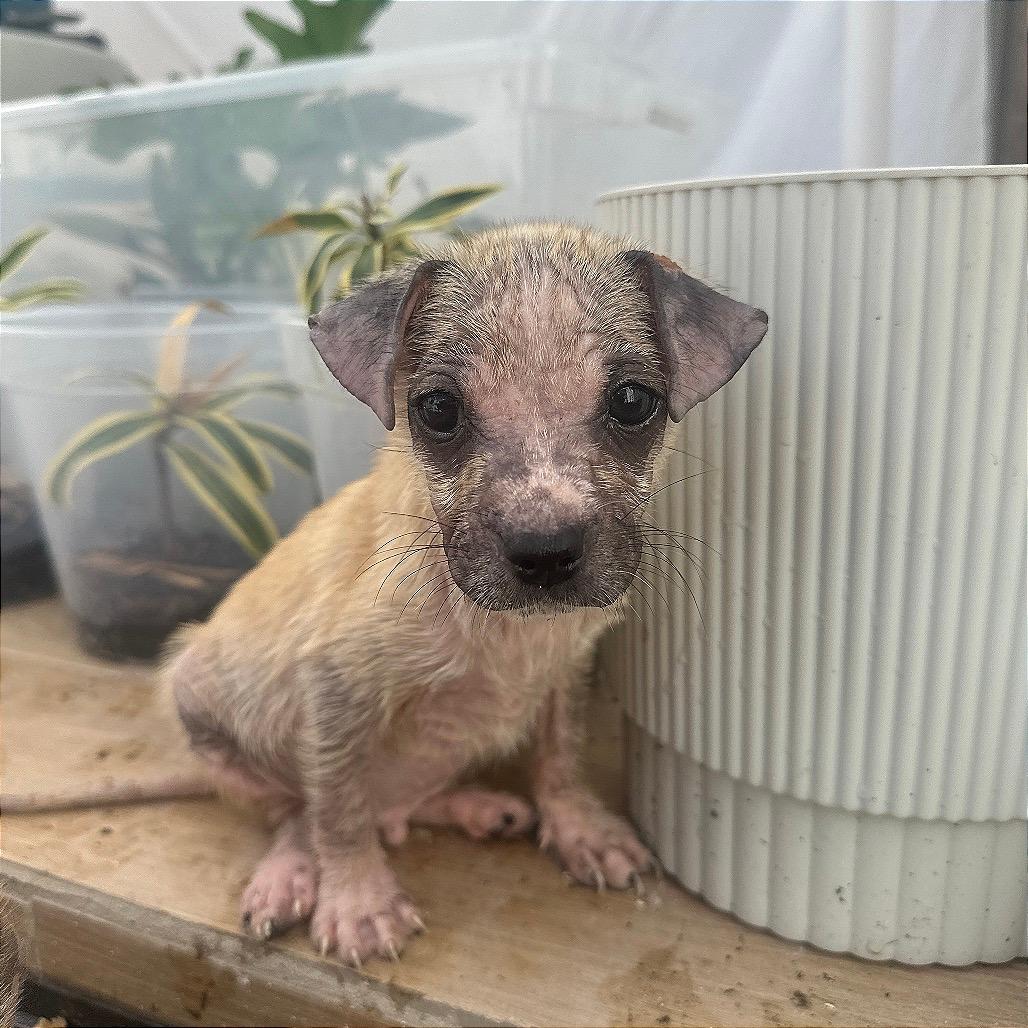 Janet - Miss Jackson