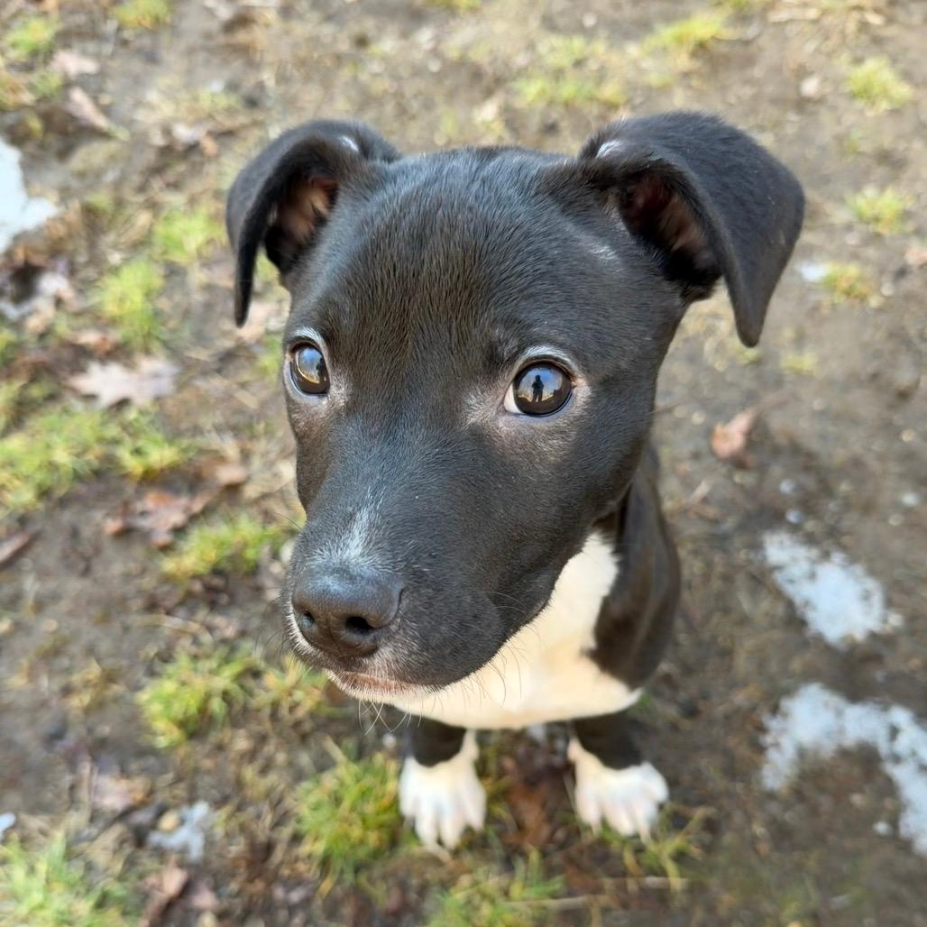 NY Duchess (Foster in Stormville NY)