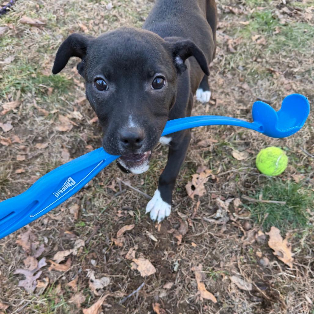 NY Duchess (Foster in Brewster NY)