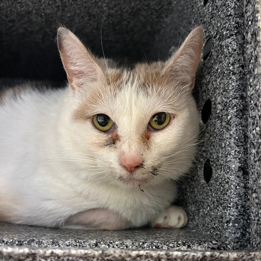 Patches II - IN FOSTER