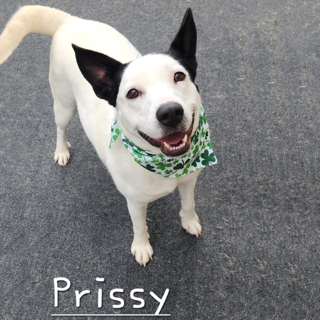 Prissy