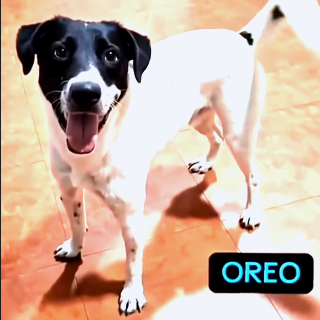 Oreo