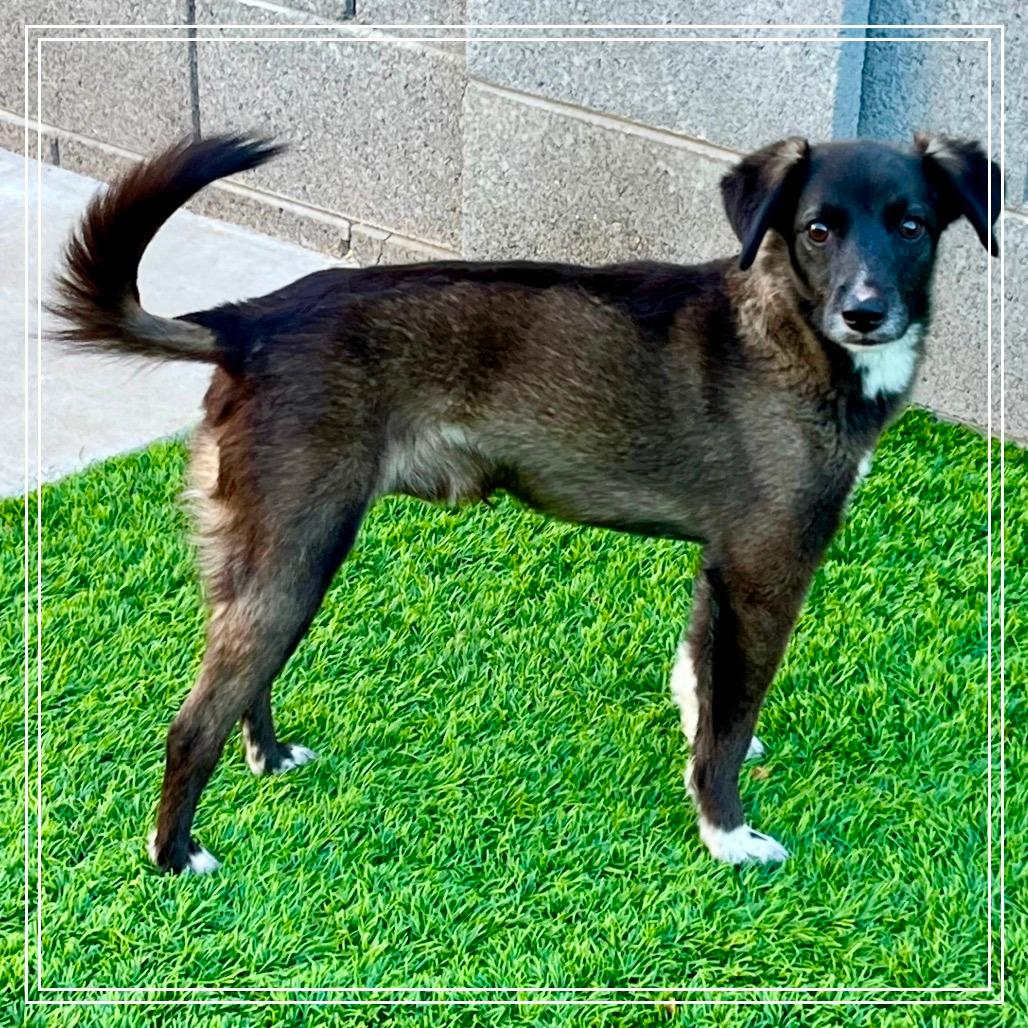 JP (Jalapeno Popper)