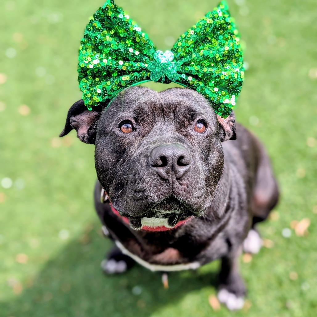 Wingstop Winston 24-7051