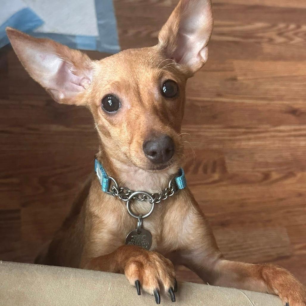 Alabama - 0036384 (In Foster)