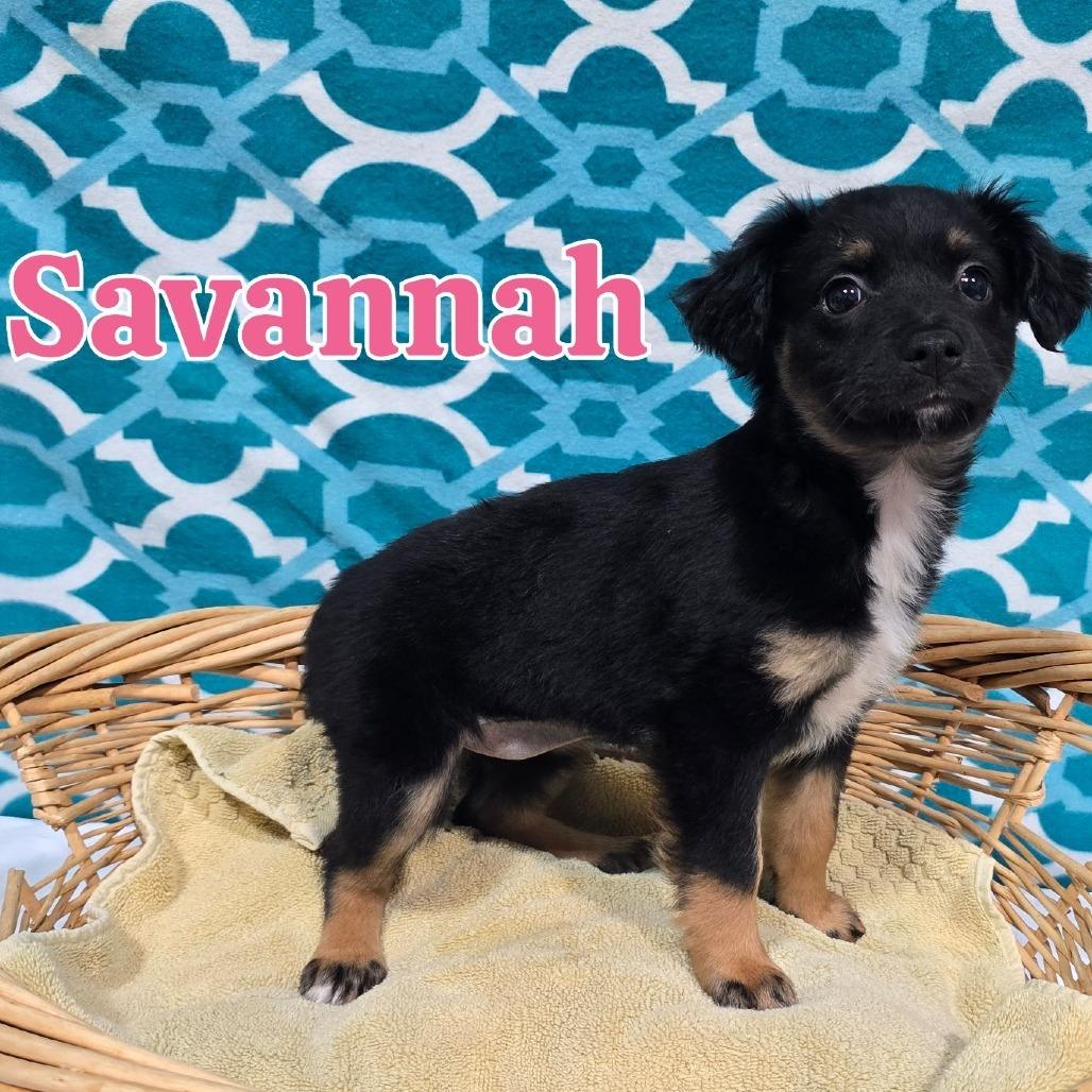Savannah