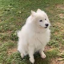 Test-Samoyed-F