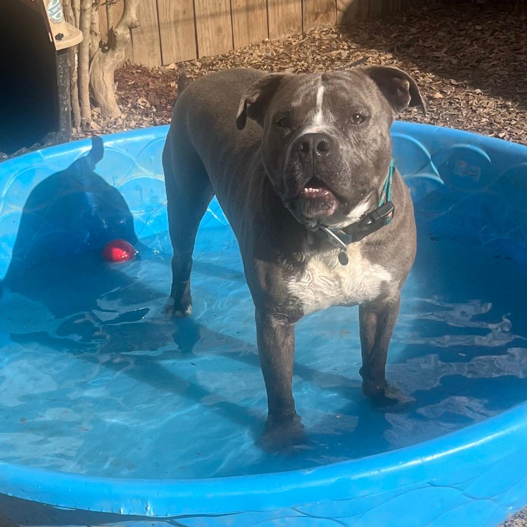 DJ (Adoption Fee SPONSORED!!!)