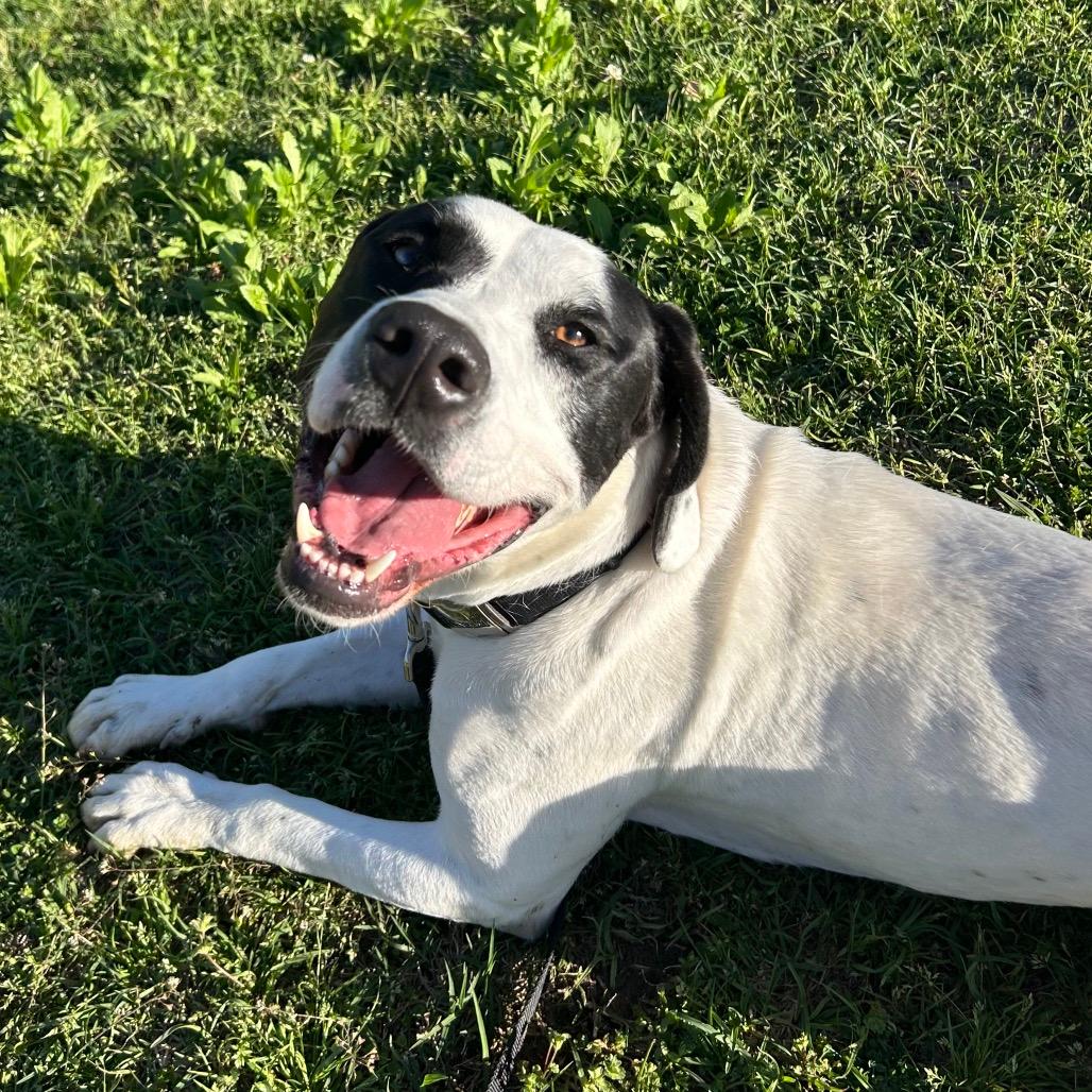 Moose (Adoption Fee-SPONSORED!) In Foster