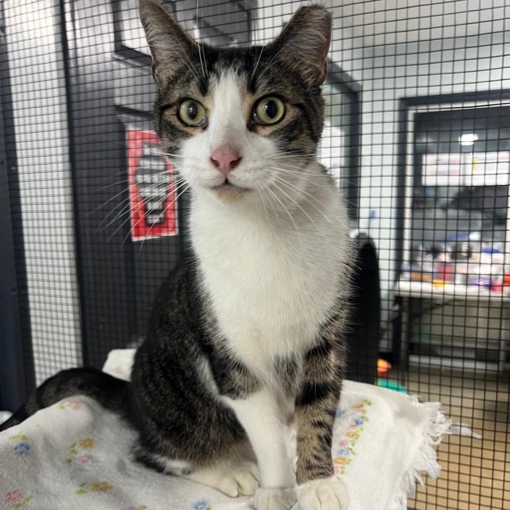 Pippin Took (Bonded to Merry)