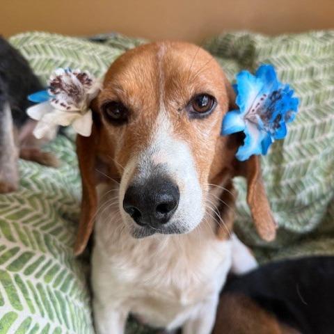 Matty (bonded with Ellie)