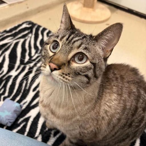 Sterling (Bonded W/ Sienna)