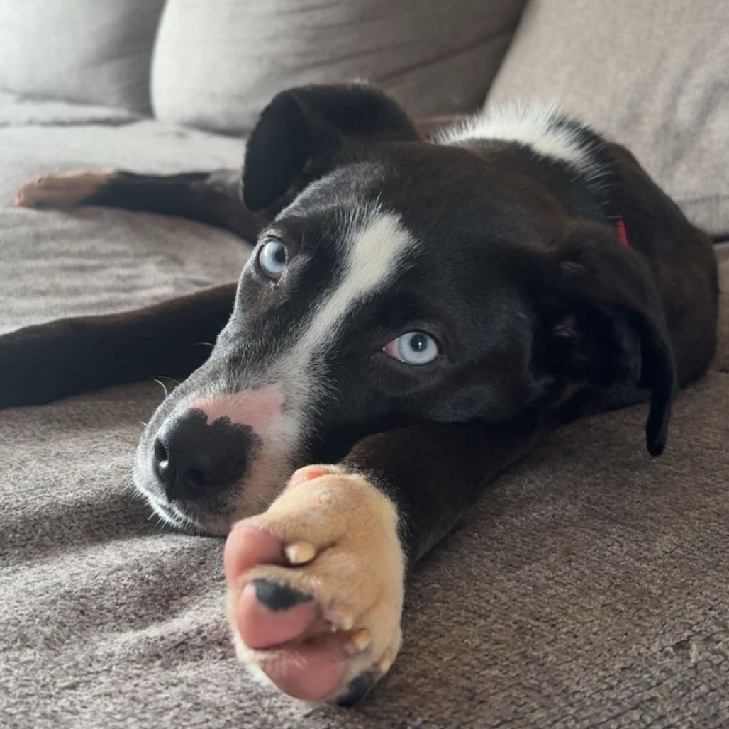 Zola (previously Chanel)