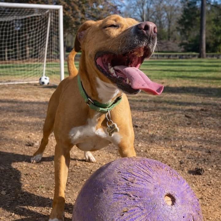 MaryJane (Adoption Fee Sponsored!)