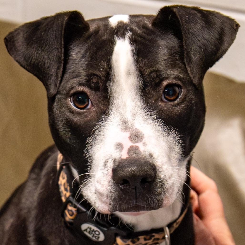 Glimmer *Avail by Appt* 