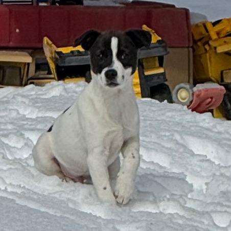 NY Prairie (Foster in Brewster NY)