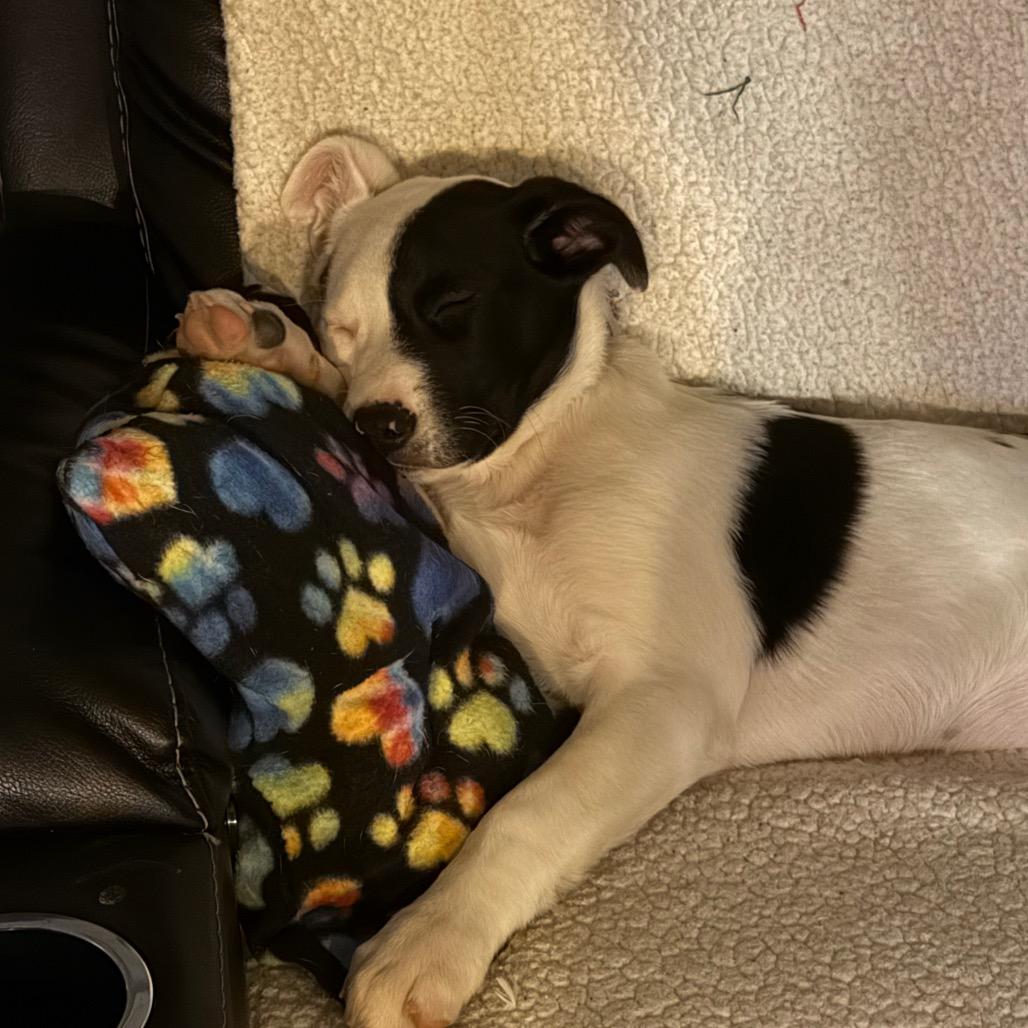 NY Eloise (Foster in Yorktown Heights NY)