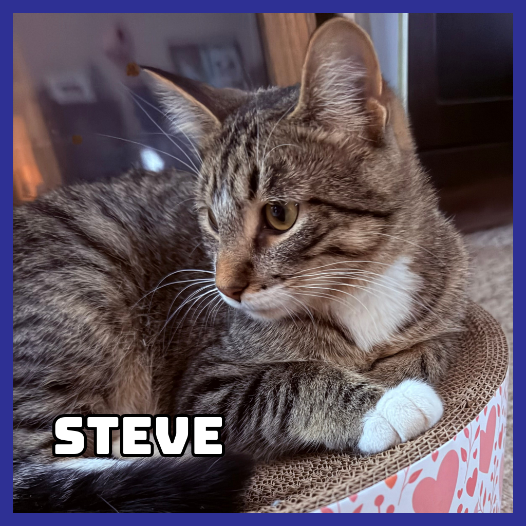 Steve