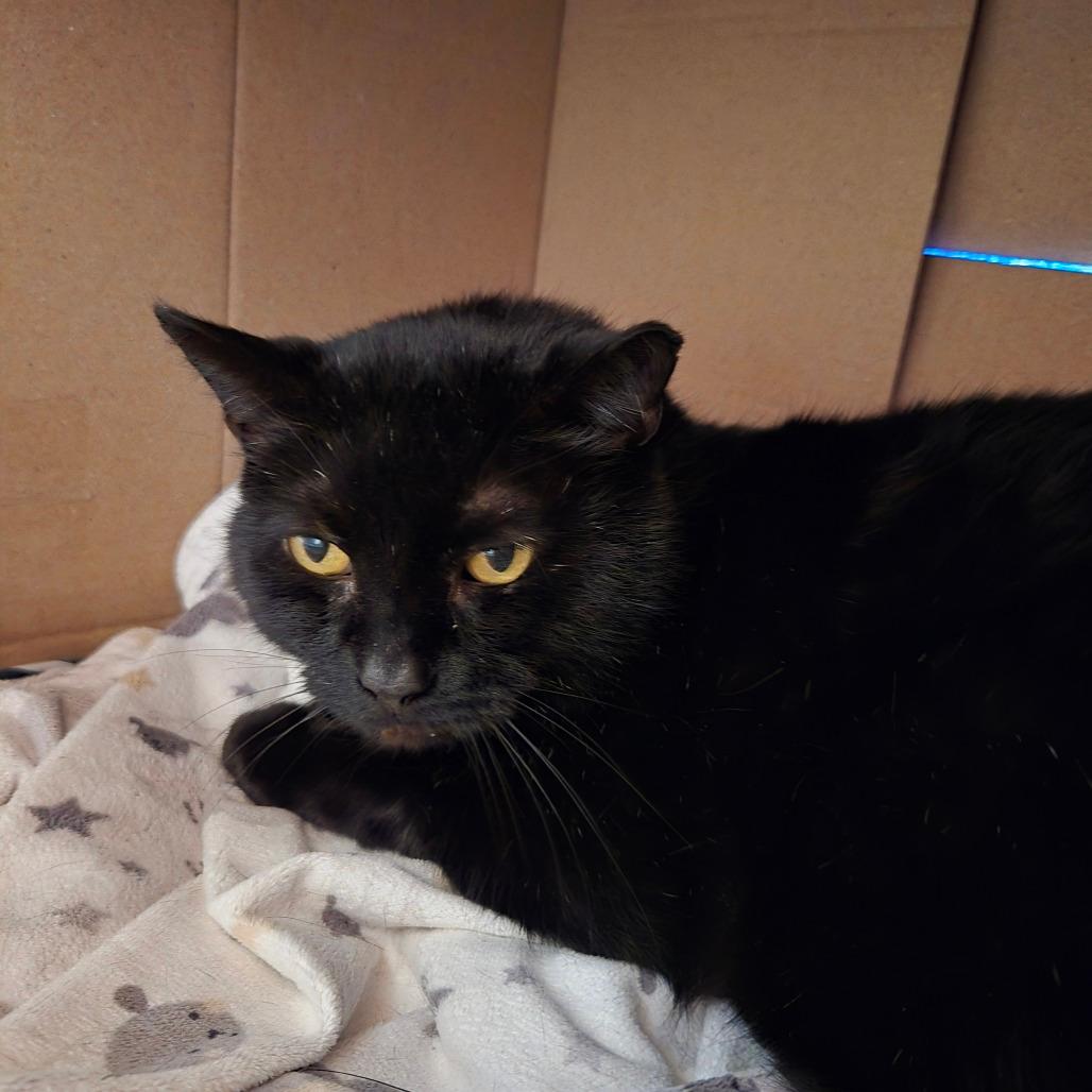 Coal FIV+