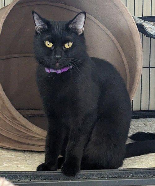 Adoptable Cats & Kittens in Gainesville, FL