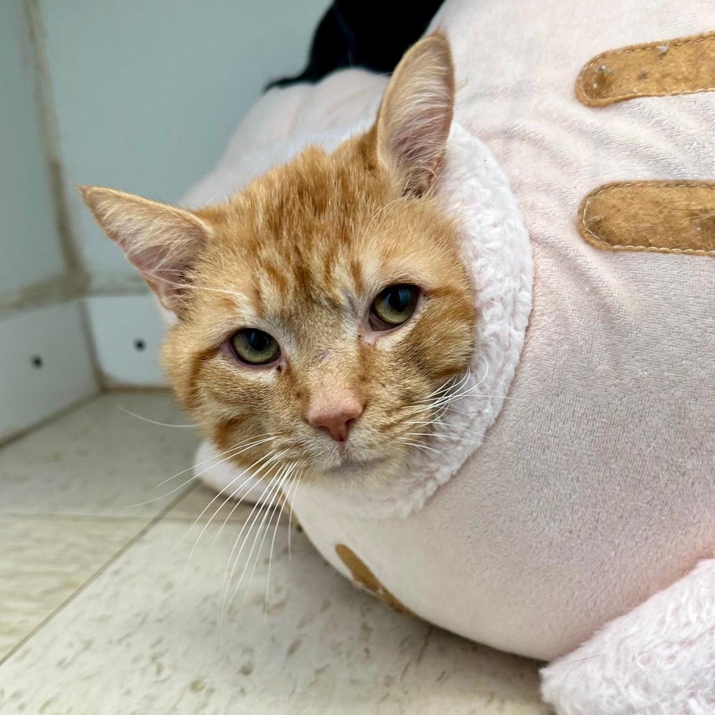 Lazlow- Sullivan Petsense