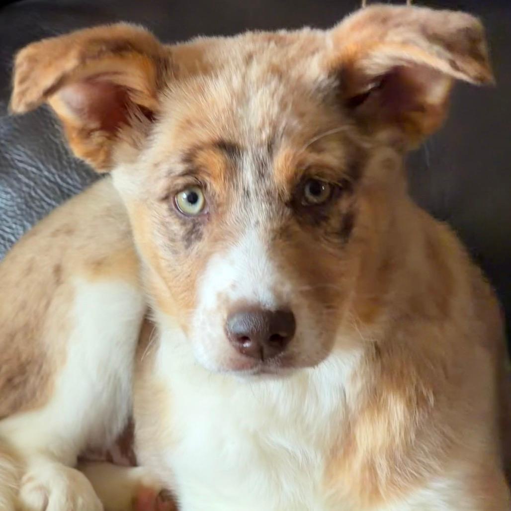 NY Farrah Faucet (Foster in Carmel NY)