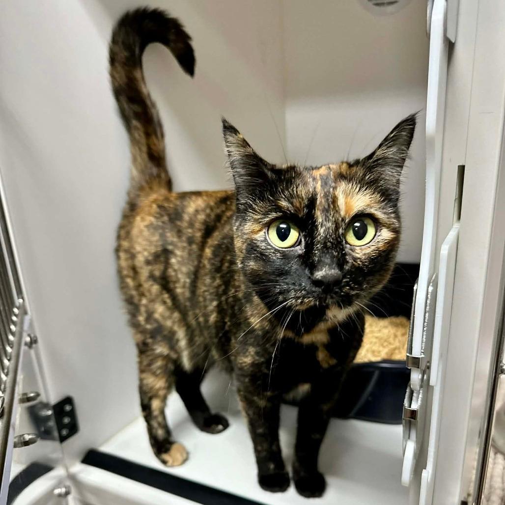 Miss Understood- Sullivan Petsense