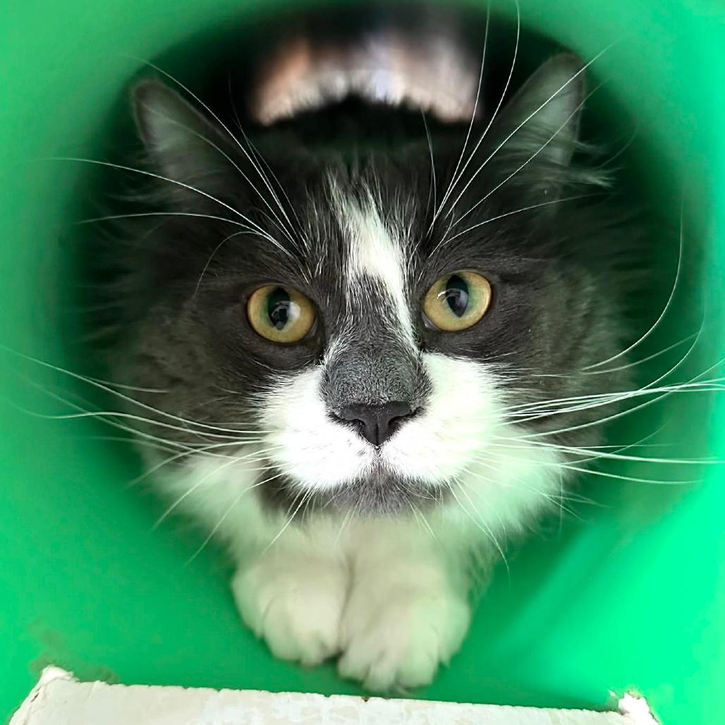 Caesar- Sullivan Petsense (ADOPTED)