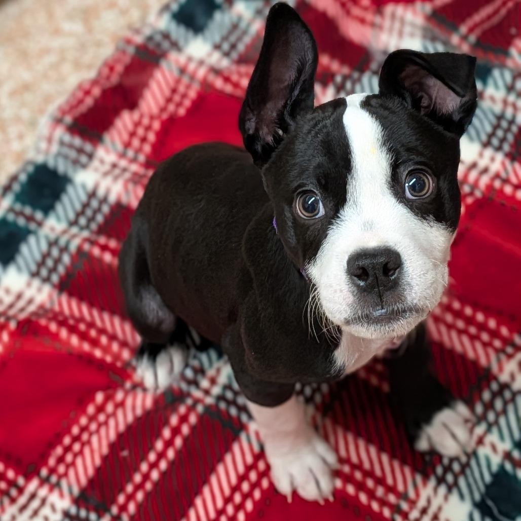 Romelo- see my video