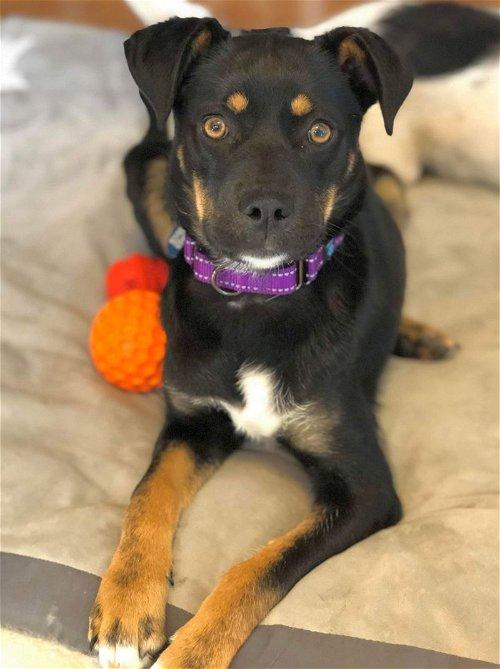 Adoptable Dogs & Puppies in Clifton, NJ