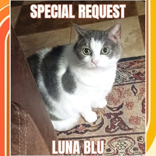 Luna Blu