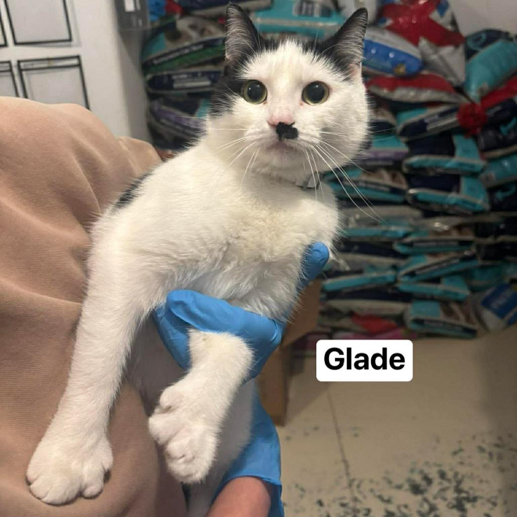 Glade 