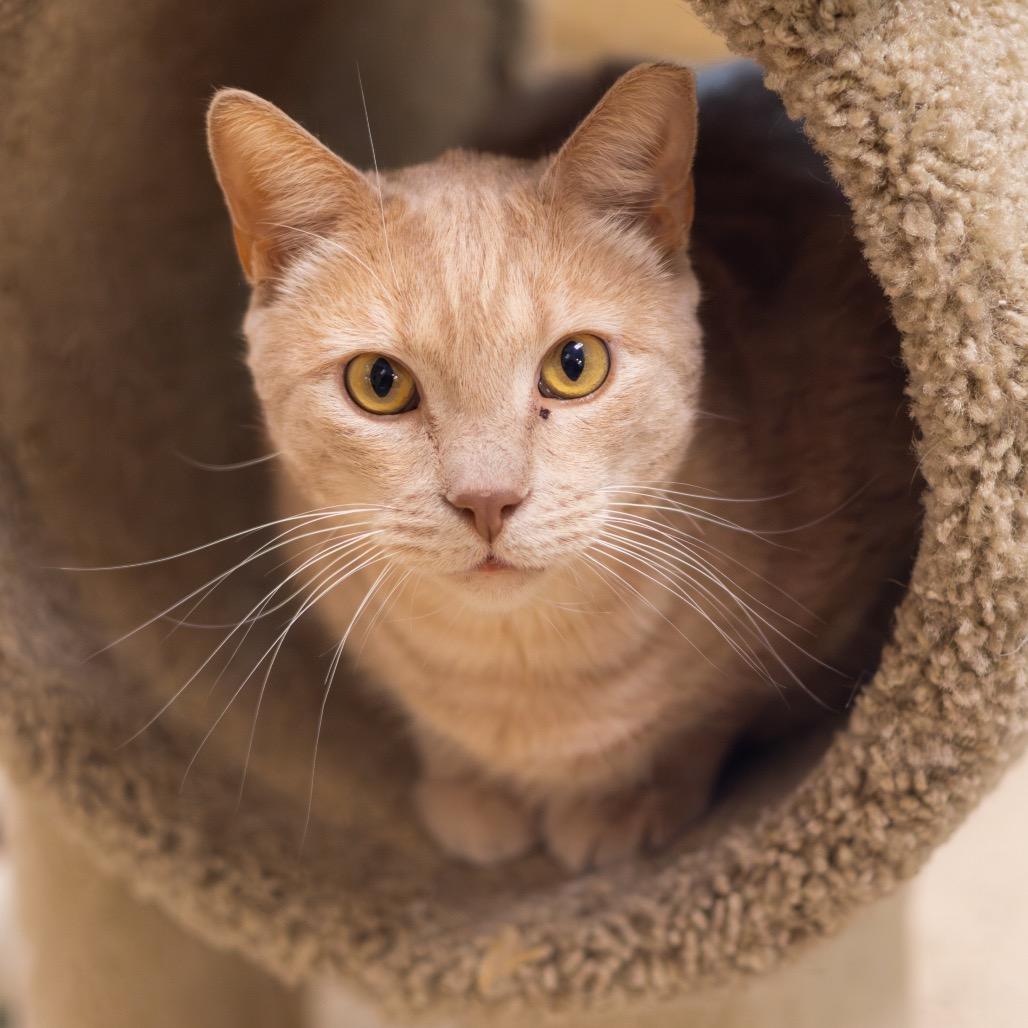 Brother (Bonded with Sissy)