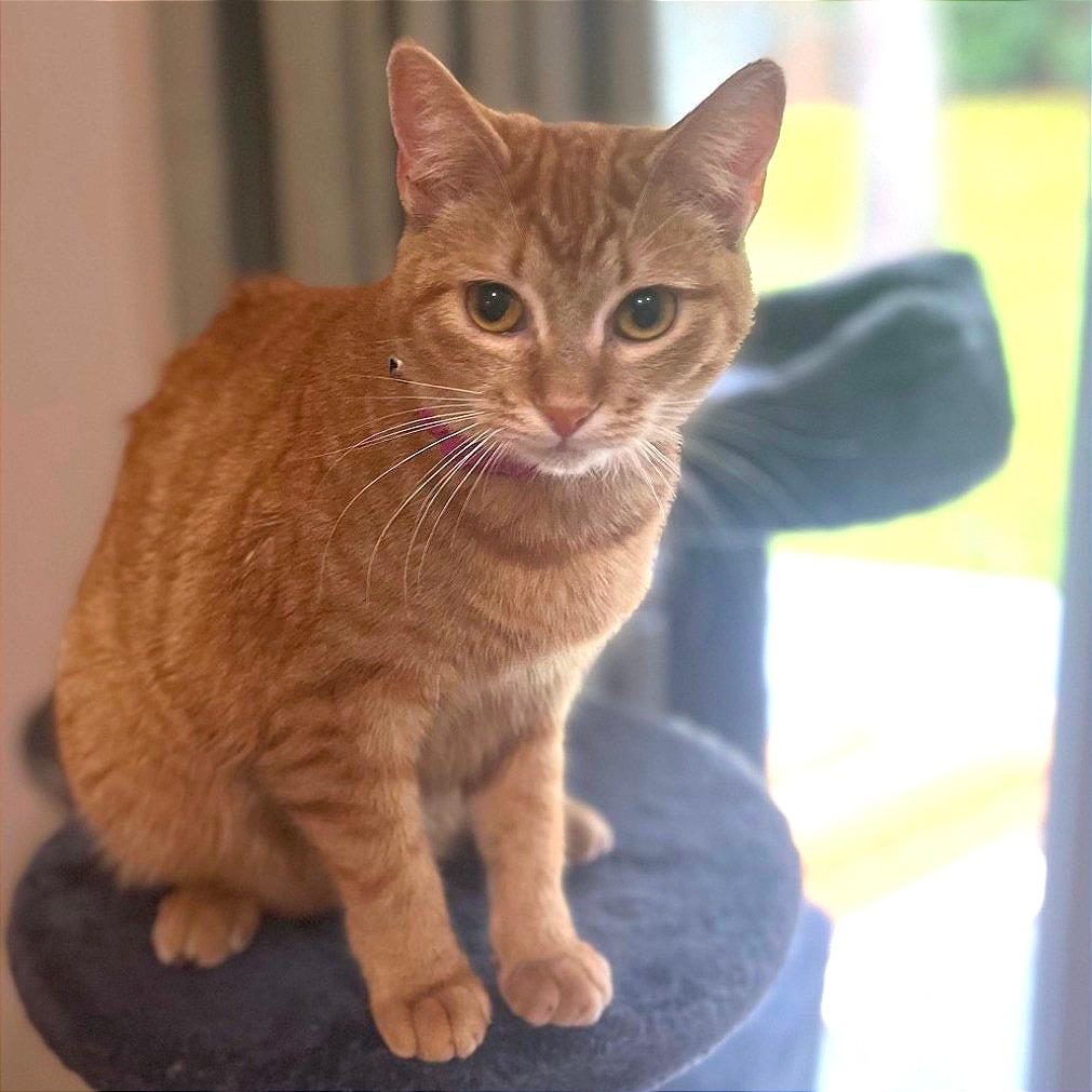 Lollipop (Adopt with Lemon Drop)