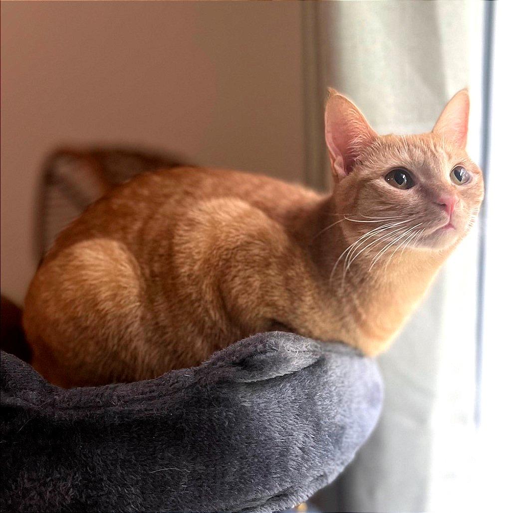 Lemon Drop (Adopt with Lollipop)